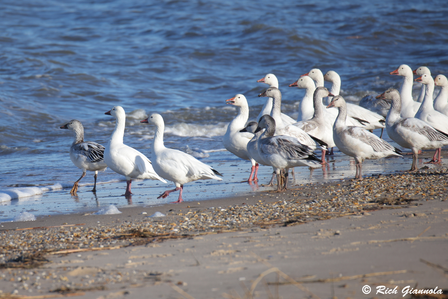 Birding at Fowler Beach: Featuring Snow Geese (2/3/24)