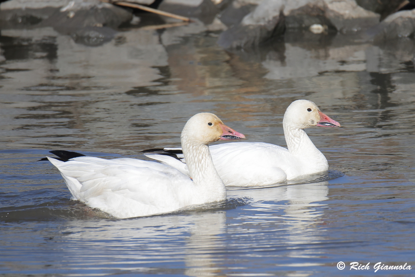 Birding at Fowler Beach: Featuring Snow Geese (2/21/24)