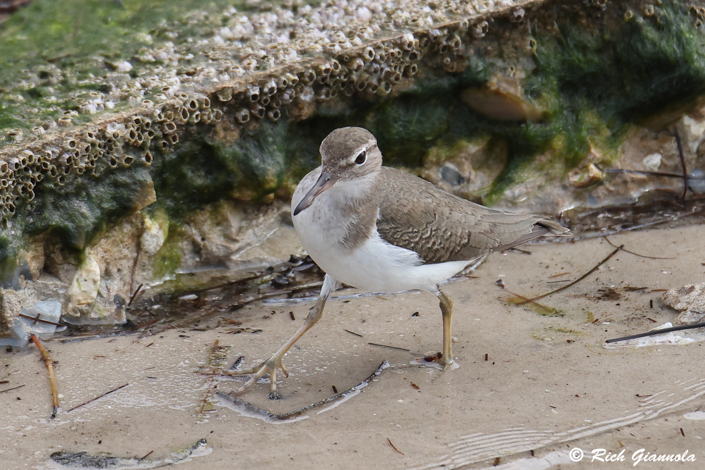 Birding at Weaver Park: Featuring a Spotted Sandpiper (1/23/24)