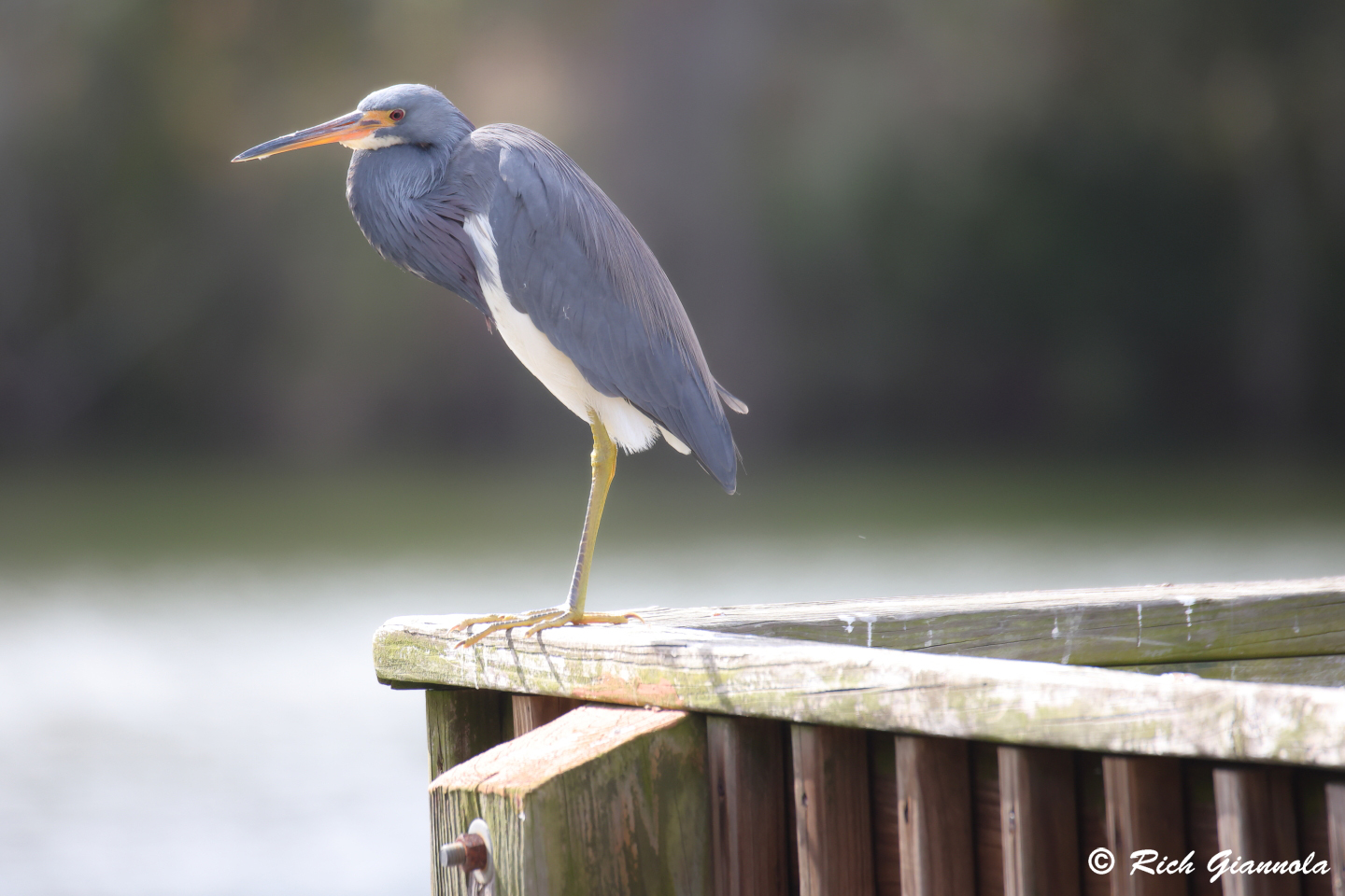 Birding at Eagle Lake Park: Featuring a Tricolored Heron (1/24/24)