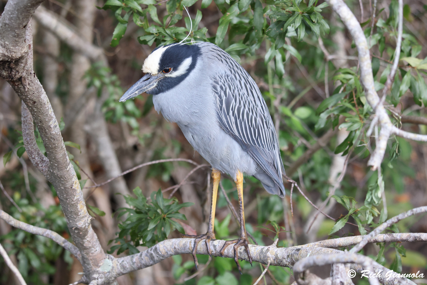 Birding at Largo Central Park Nature Preserve: Featuring a Yellow-Crowned Night Heron (1/24/24)