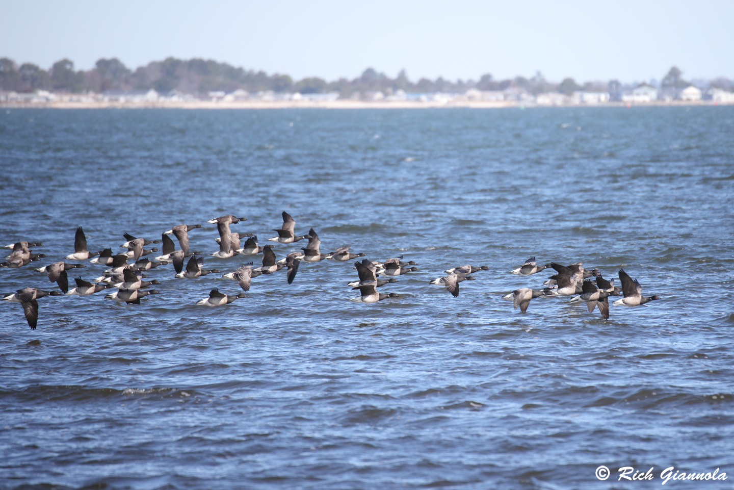 Birding at James Farm Ecological Preserve: Featuring Brants (3/8/24)