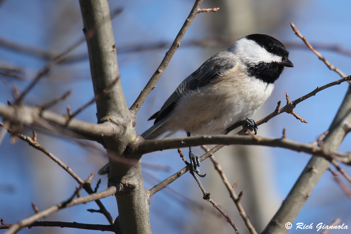 Birding at Prime Hook NWR: Featuring a Carolina Chickadee (3/3/24)