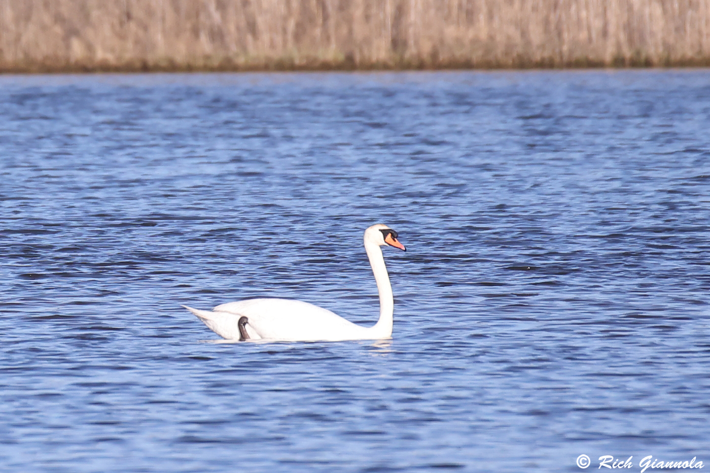 Birding at Cape Henlopen State Park: Featuring a Mute Swan (3/19/24)