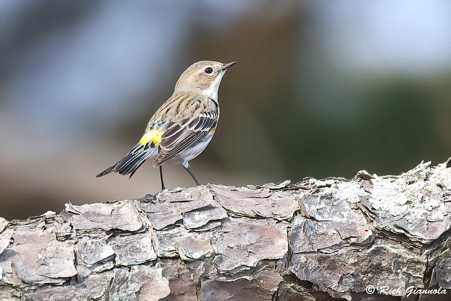 Birding at Cape Henlopen State Park: Featuring a Yellow-Rumped Warbler (3/14/24)