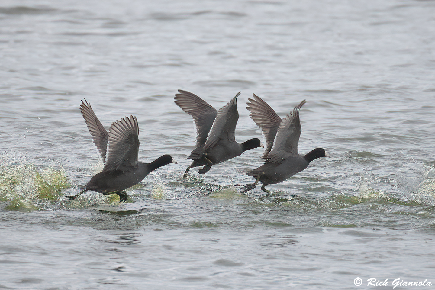 Birding at Hornsby Bend: Featuring American Coots (4/6/24)