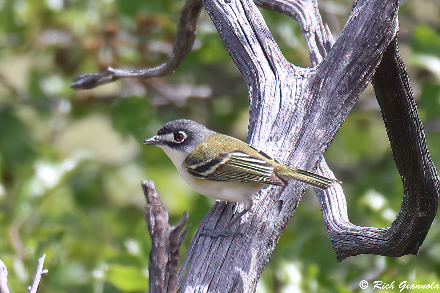 Birding at Balcones Canyonlands NWR: Featuring a Black-Capped Vireo (4/7/24)