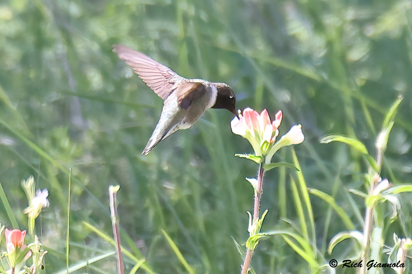 Birding at Milton Reimers Ranch Park: Featuring a Black-Chinned Hummingbird (4/10/24)