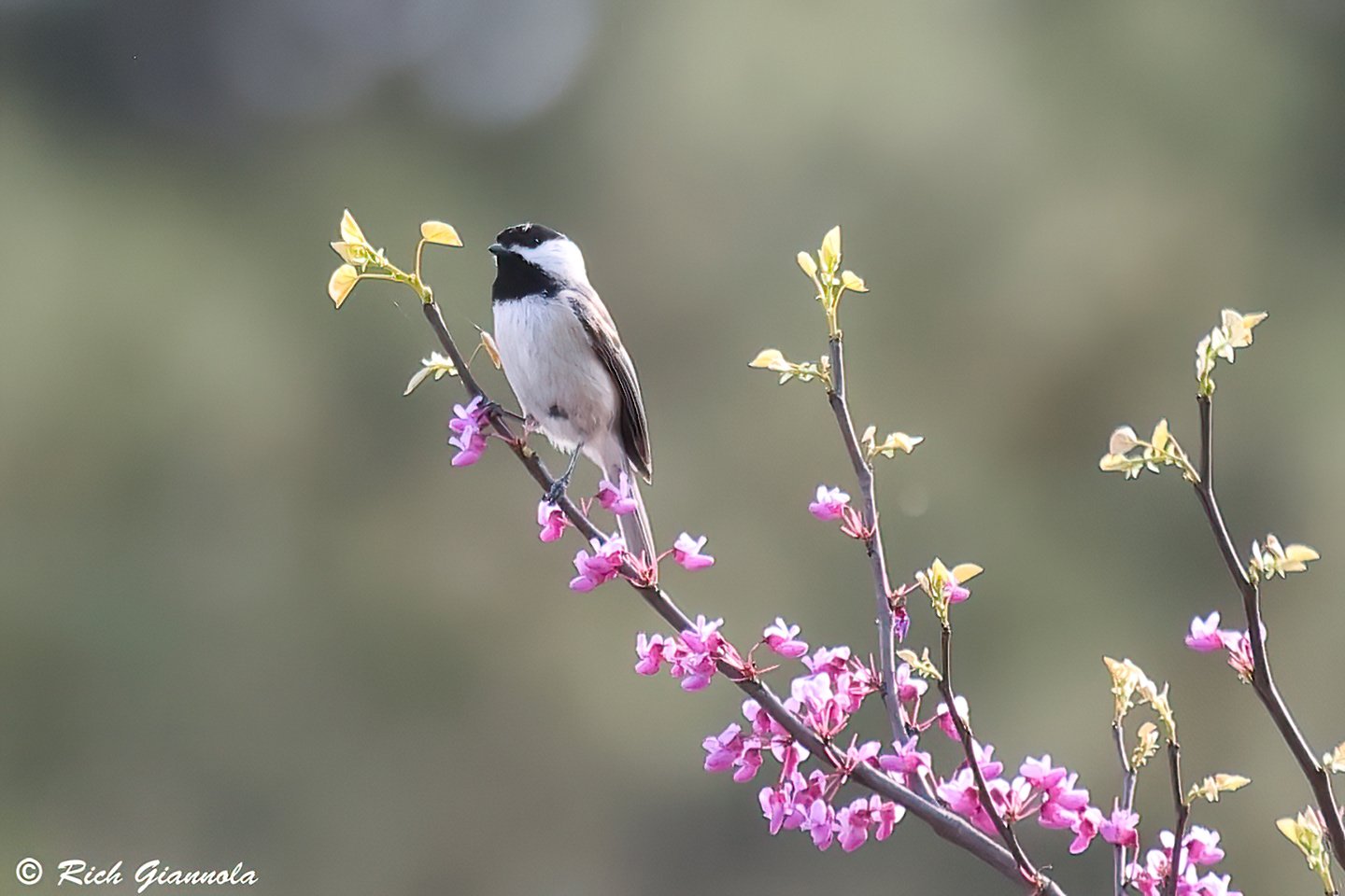 Birding at Trap Pond State Park: Featuring a Carolina Chickadee (4/15/24)