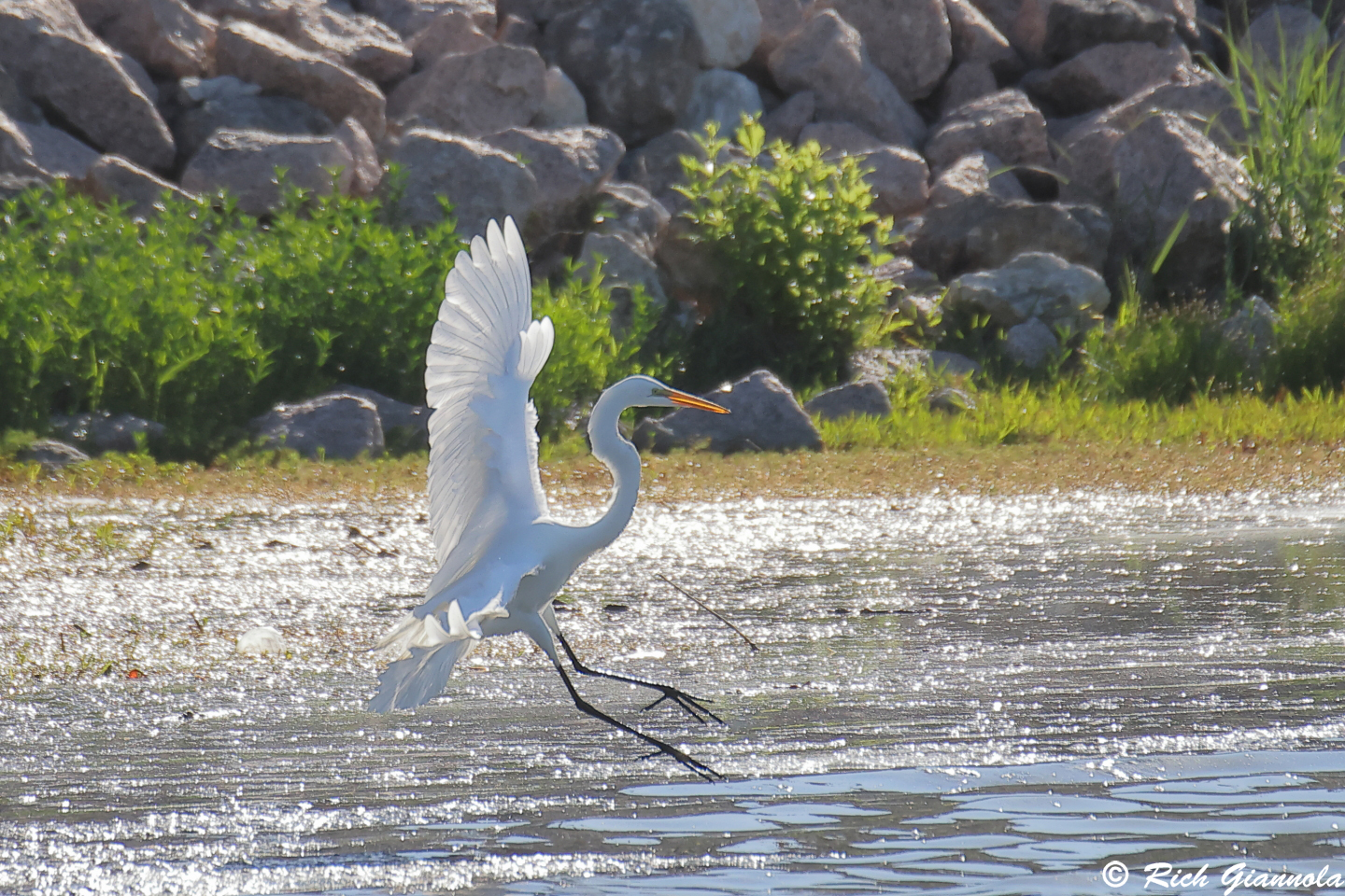 Birding at Brushy Creek Lake Park: Featuring a Great Egret (4/5/24)