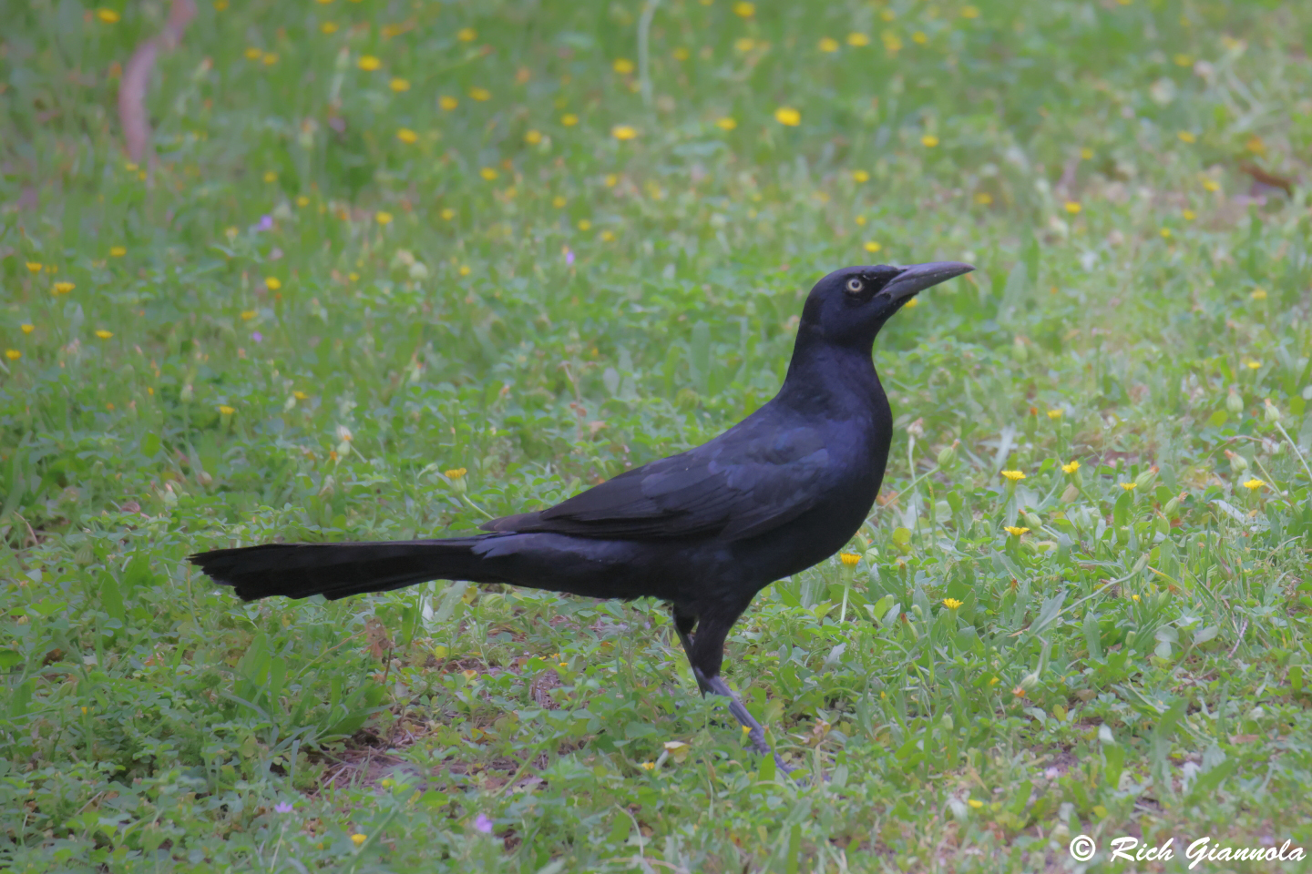 Birding at Roy G. Guerrero Colorado River Park: Featuring a Great-Tailed Grackle (4/6/24)