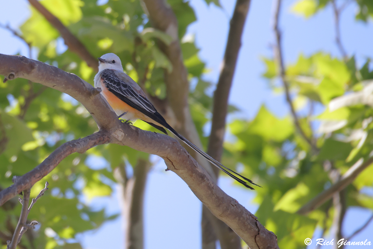 Birding at Bob Wentz at Windy Point Park: Featuring a Scissor-Tailed Flycatcher (4/4/24)