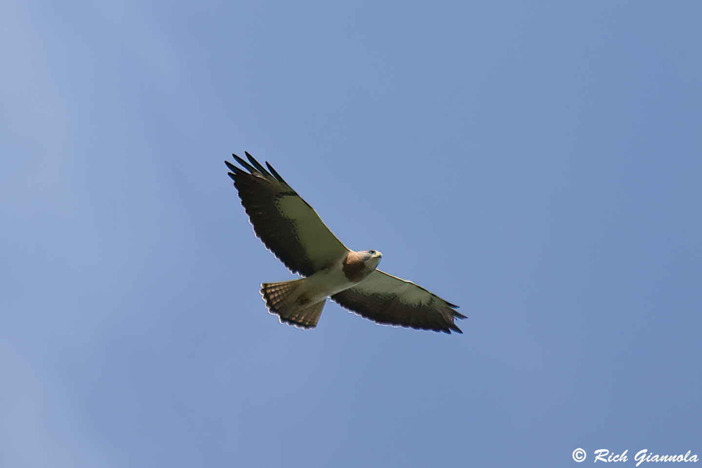 Birding at Berry Springs Park and Preserve: Featuring a Swainson’s Hawk (4/7/24)