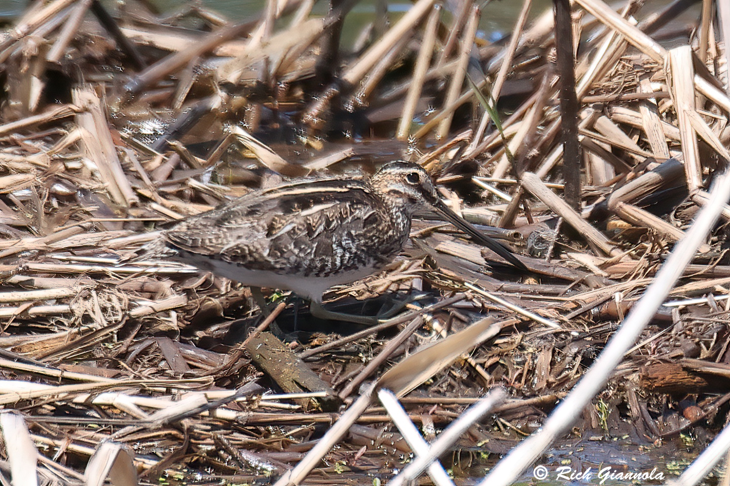 Birding at Bombay Hook NWR: Featuring a Wilson’s Snipe (4/23/24)