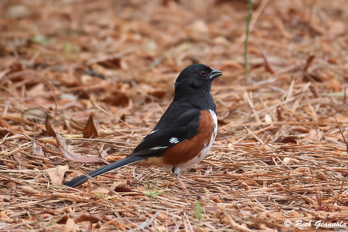 Birding at Assateague Island National Seashore: Featuring an Eastern Towhee (5/20/24)