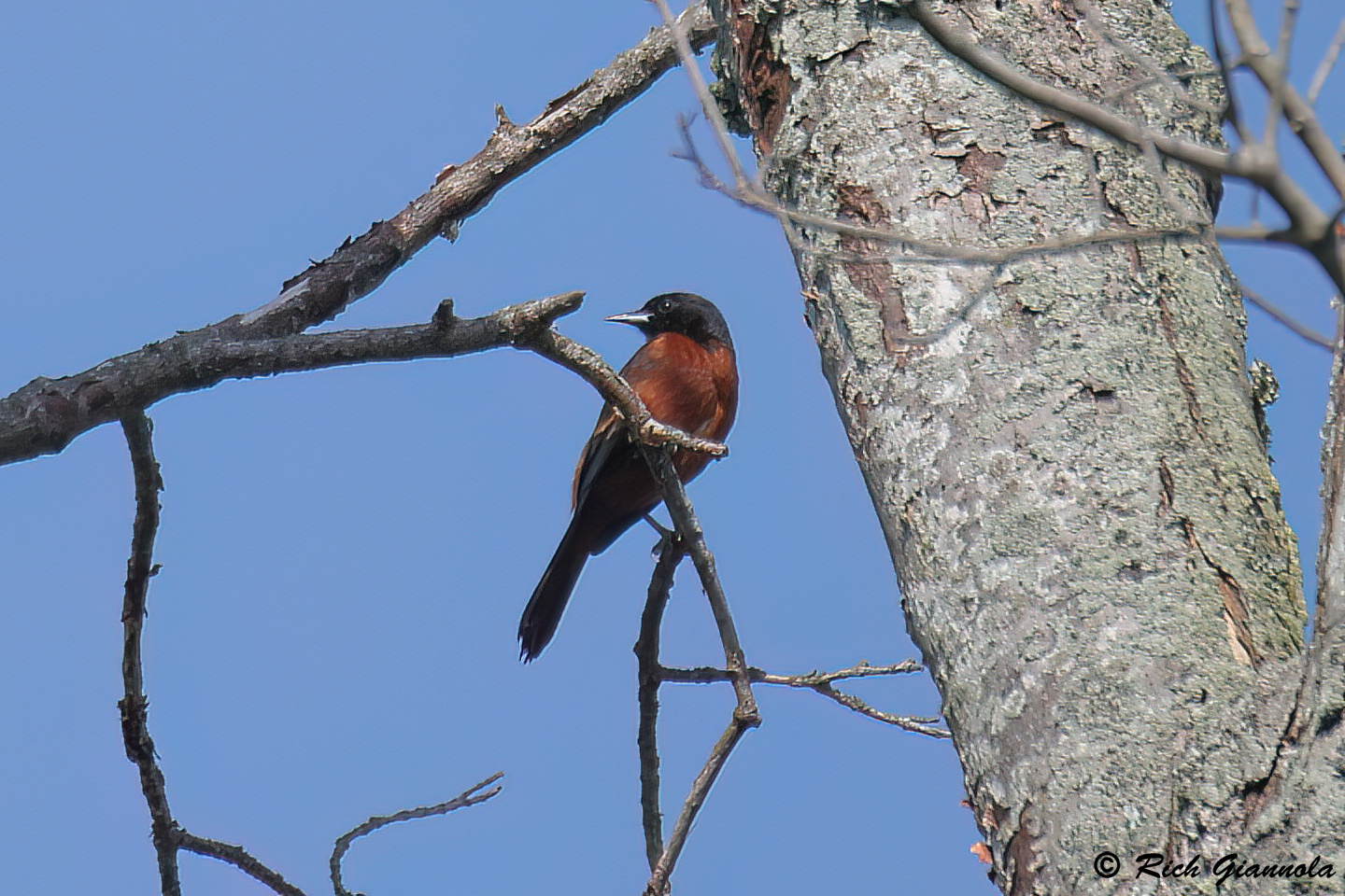 Birding at Prime Hook NWR: Featuring an Orchard Oriole (5/25/24)