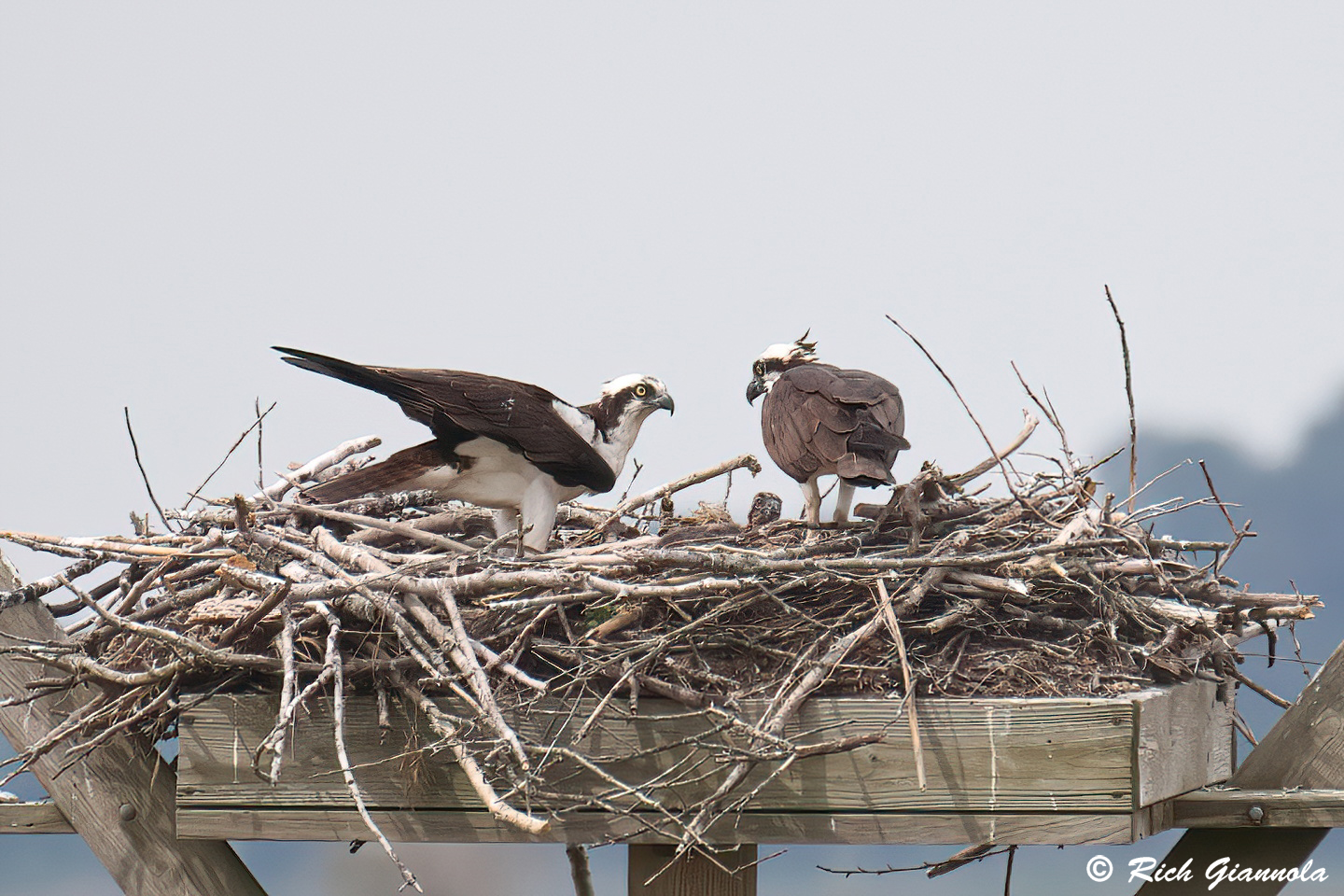 Birding at DuPont Nature Center: Featuring Ospreys (5/23/24)