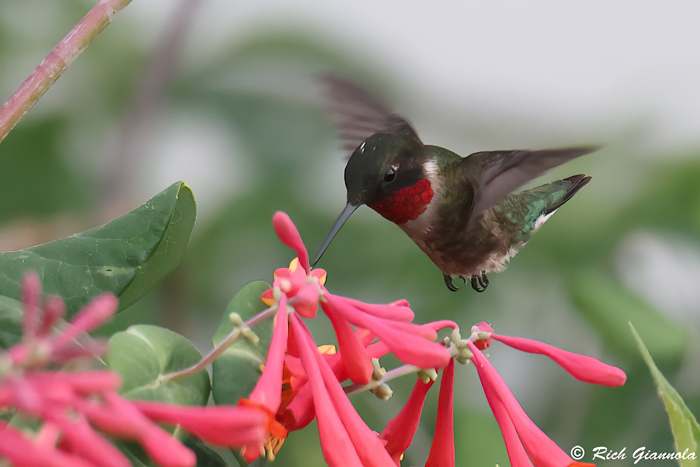 Birding at Prime Hook NWR: Featuring a Ruby-Throated Hummingbird (5/3/24)