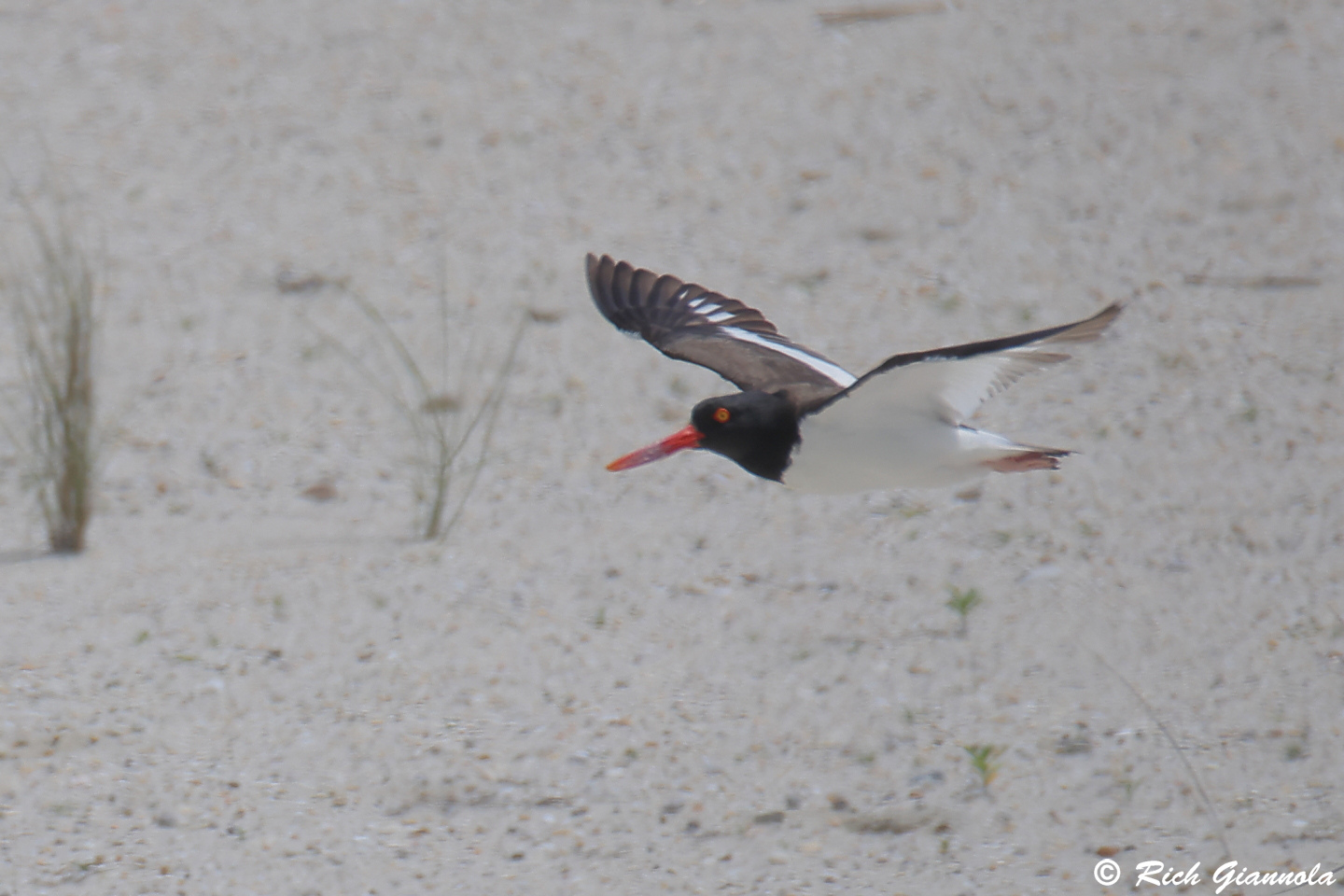 Birding at Cape May Point State Park: Featuring an American Oystercatcher (6/7/24)