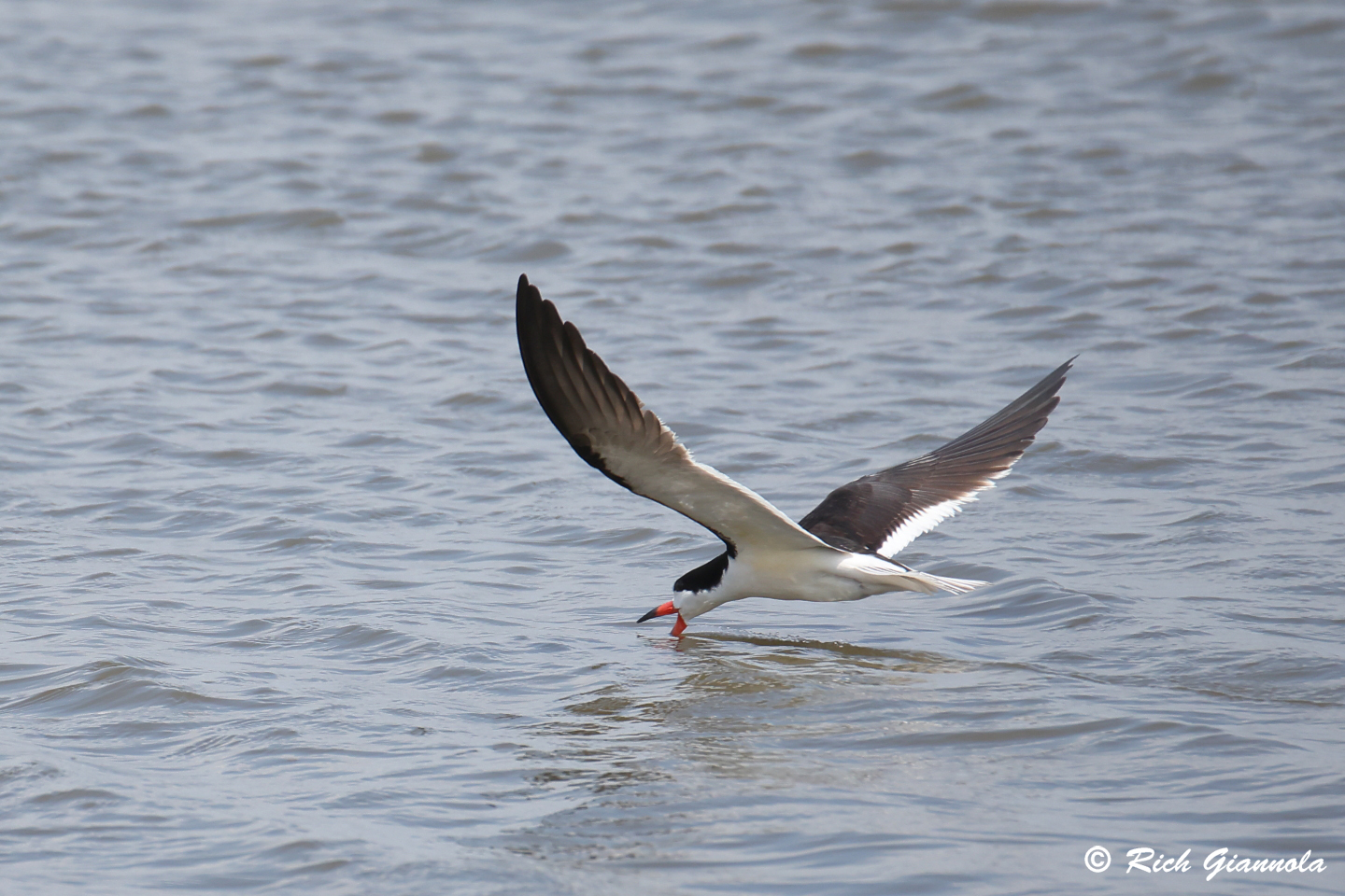 Birding at Edwin B. Forsythe NWR: Featuring a Black Skimmer (6/9/24)