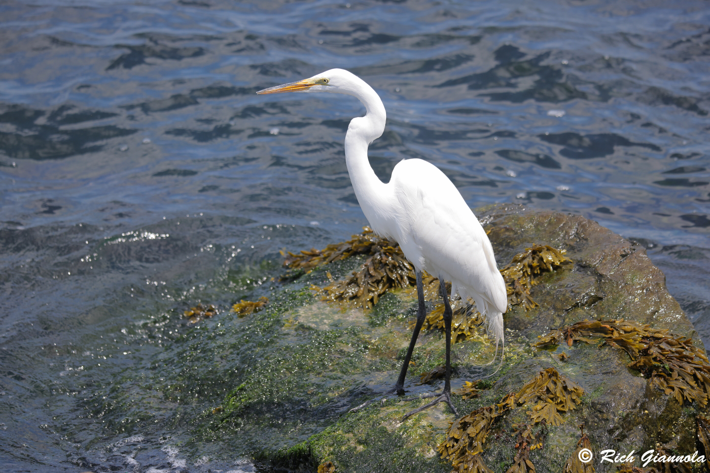 Birding at Barnegat Lighthouse State Park: Featuring a Great Egret (6/10/24)