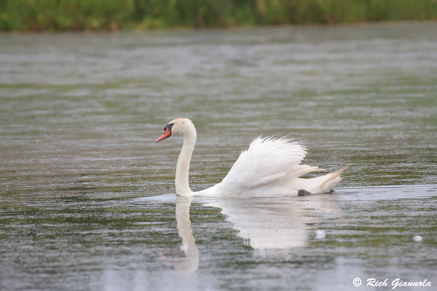 Birding at Cape May Point State Park: Featuring a Mute Swan (6/11/24)