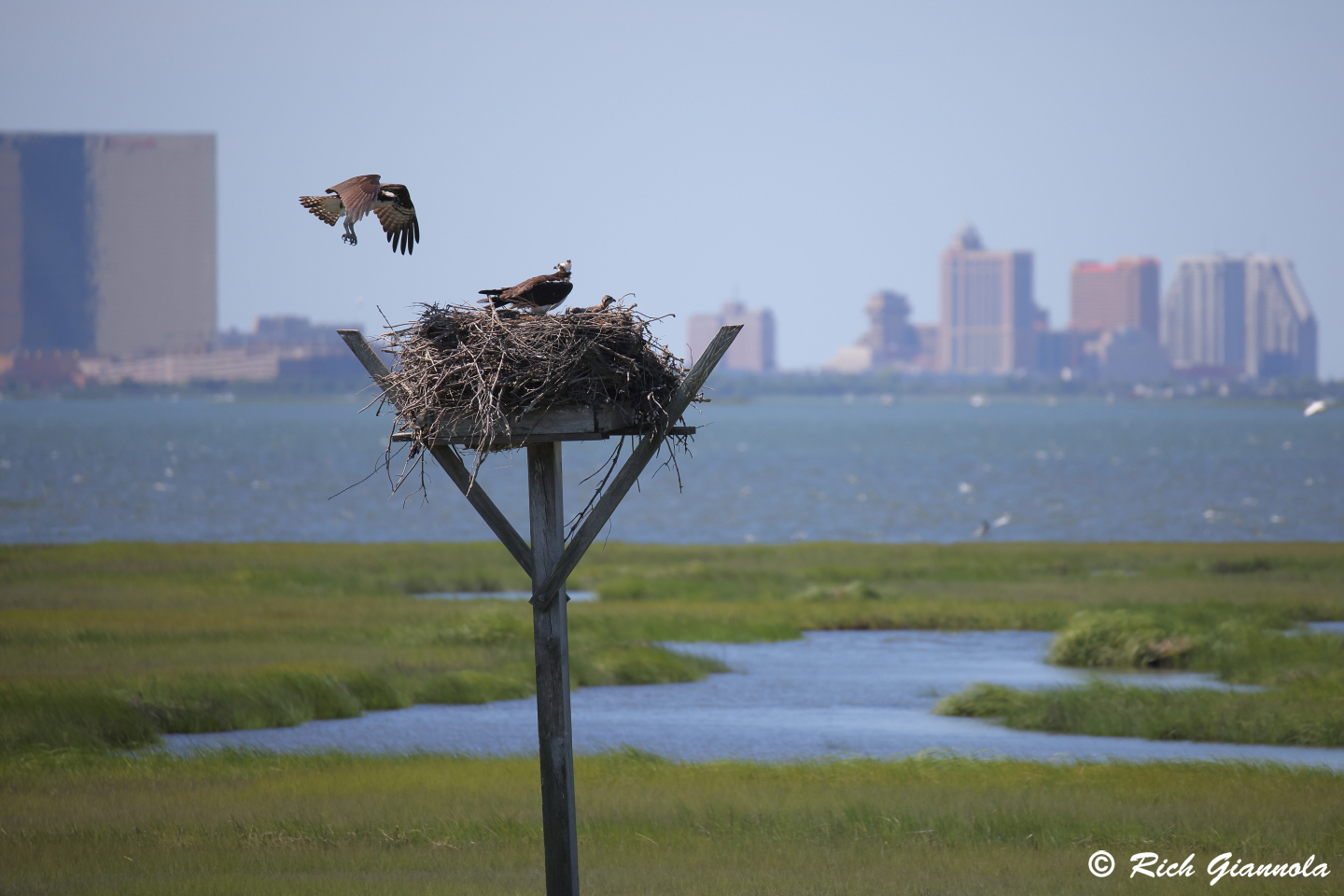 Birding at Edwin B. Forsythe NWR: Featuring Ospreys (6/8/24)