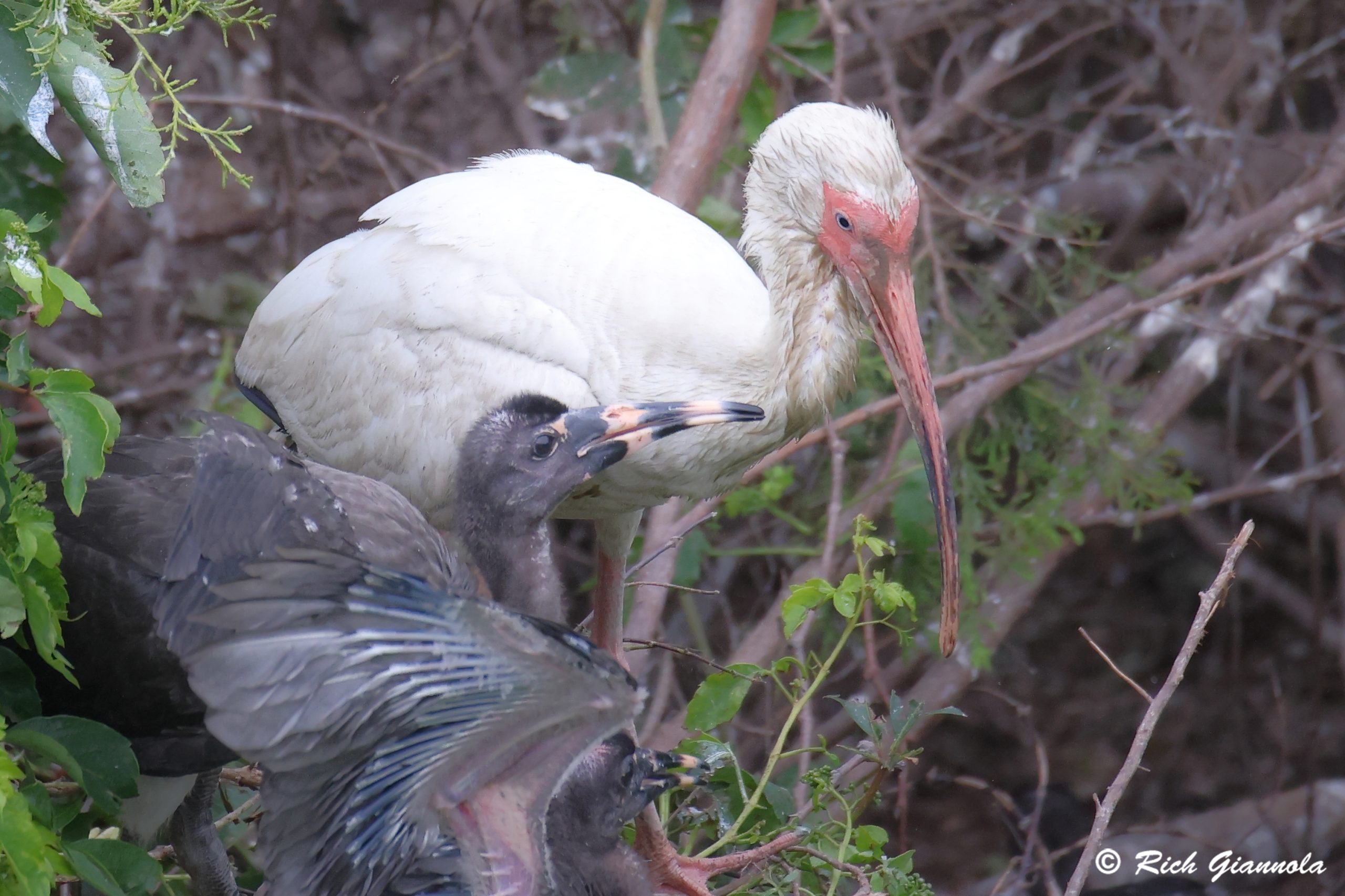 Birding at Ocean City Welcome Center: Featuring White Ibises (6/9/24)