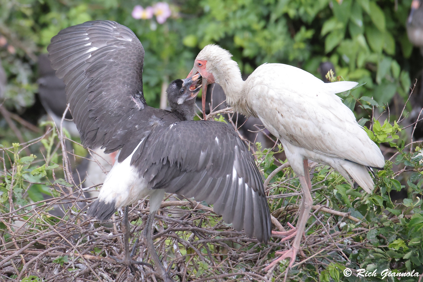 Birding at Ocean City Welcome Center: Featuring White Ibises (6/11/24)