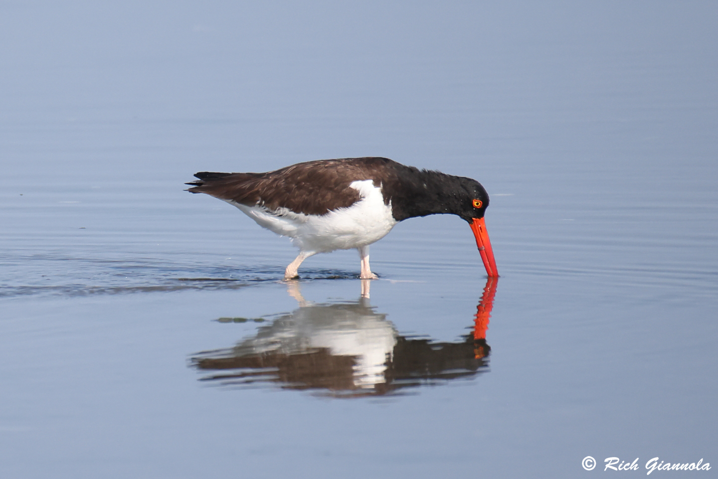 Birding at Cape Henlopen State Park: Featuring an American Oystercatcher (7/14/24)