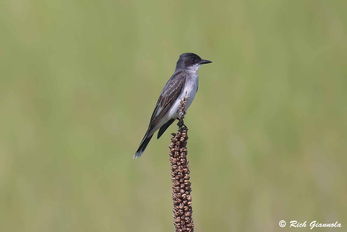 Birding at Bombay Hook NWR: Featuring an Eastern Kingbird (6/16/24)