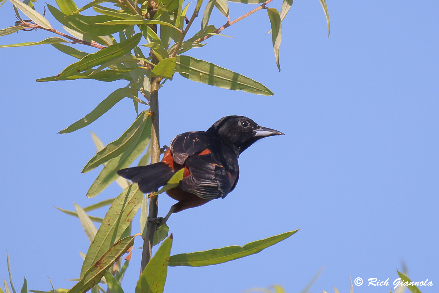 Birding at Prime Hook NWR: Featuring an Orchard Oriole (6/25/24)