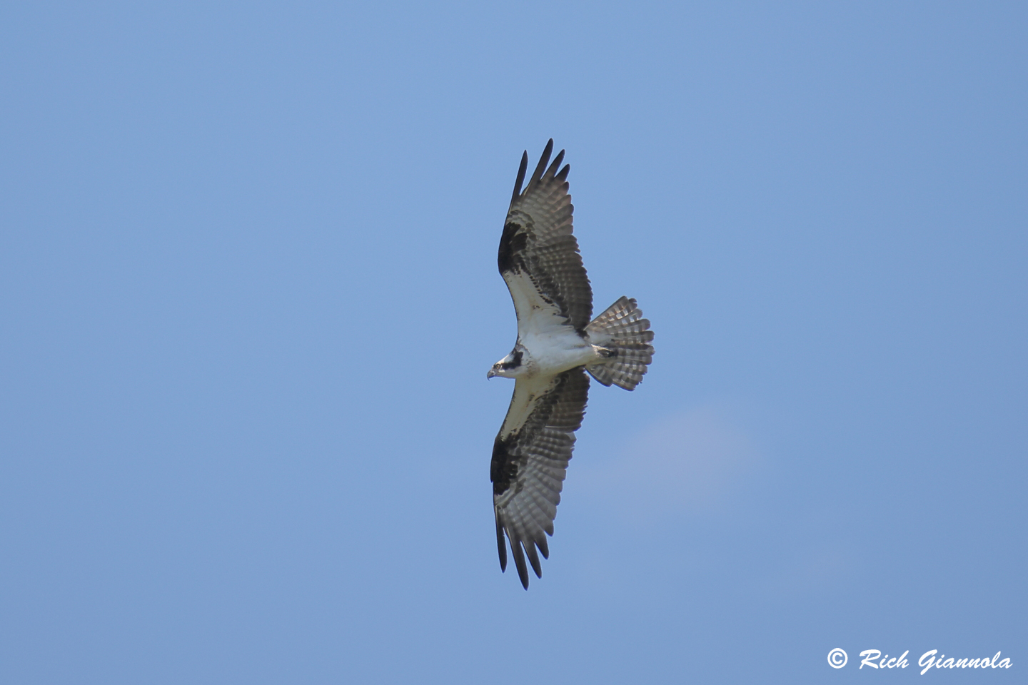 Birding at Prime Hook NWR: Featuring an Osprey (6/28/24)