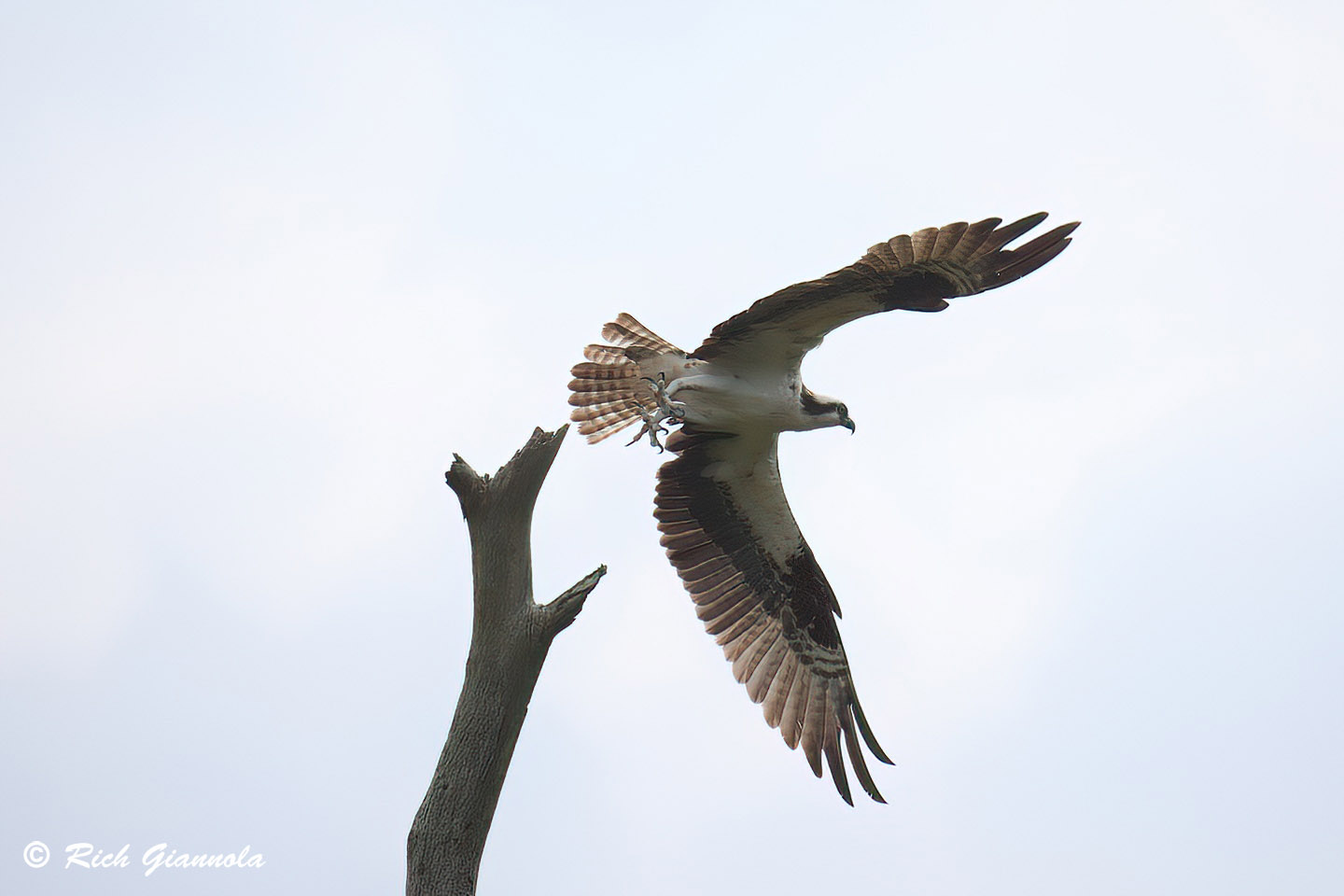 Birding at James Farm Ecological Preserve: Featuring an Osprey (7/29/24)