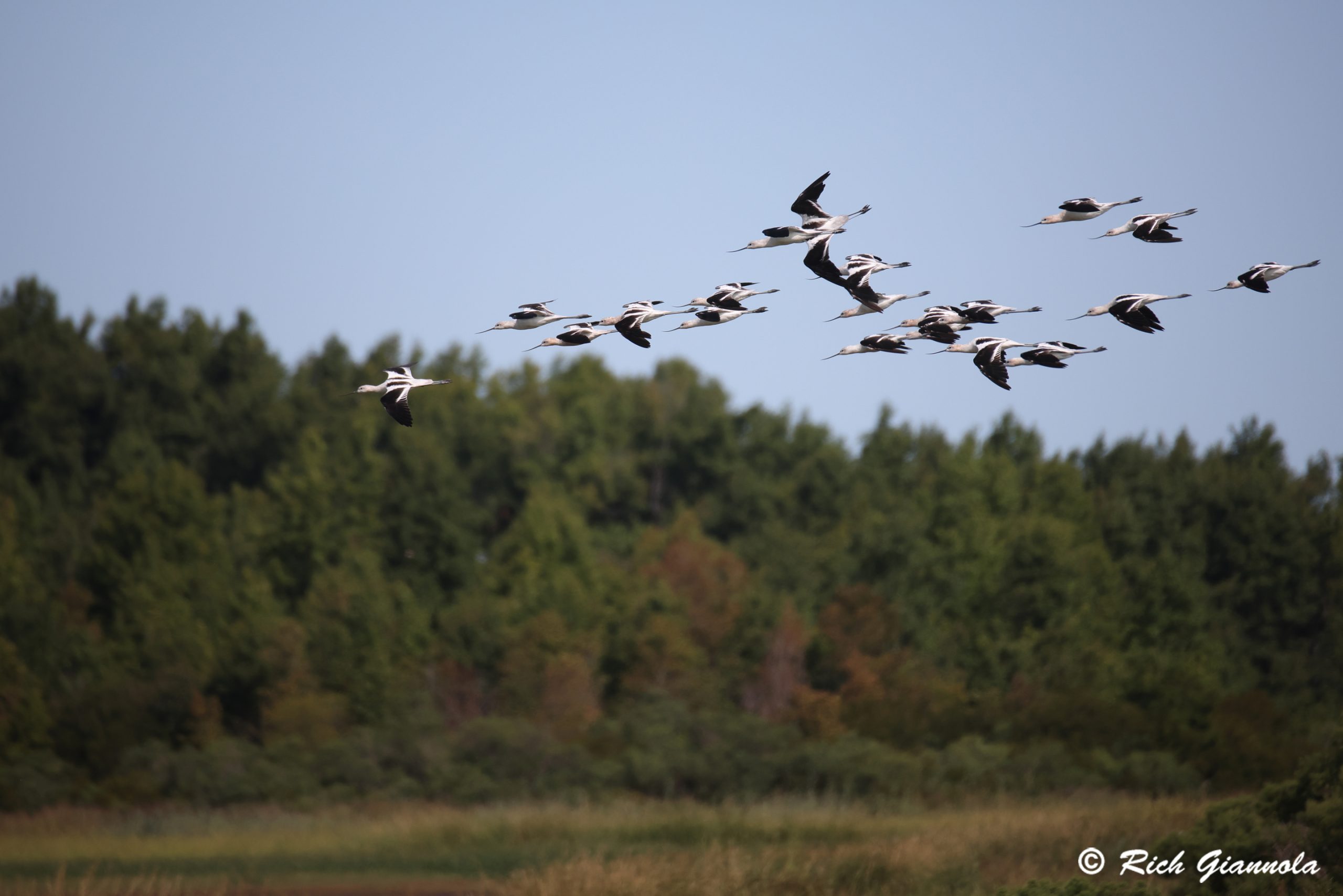 Birding at Bombay Hook NWR: Featuring American Avocets (8/21/24)