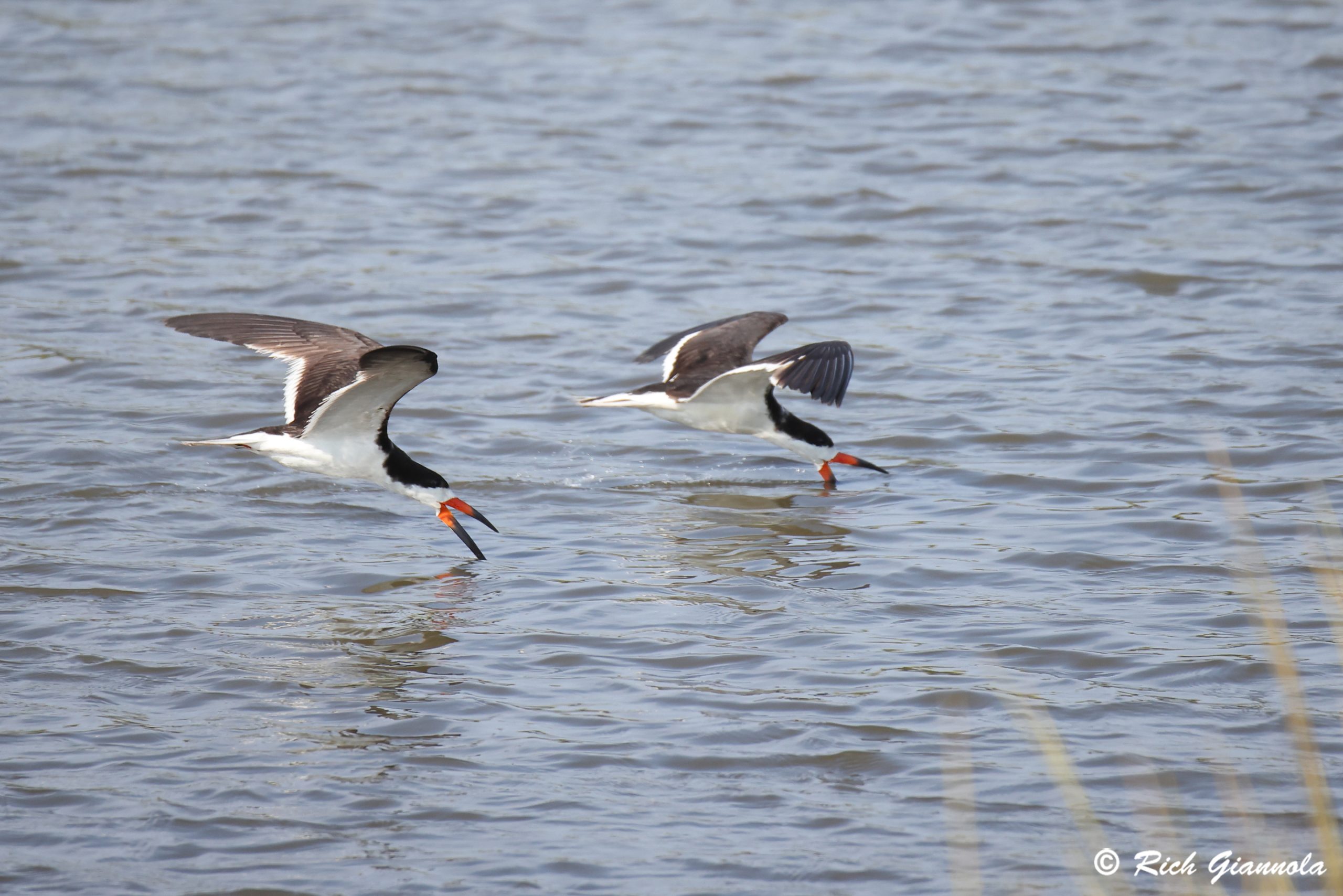 Birding at Edwin B. Forsythe NWR: Featuring Black Skimmers (8/24/24)