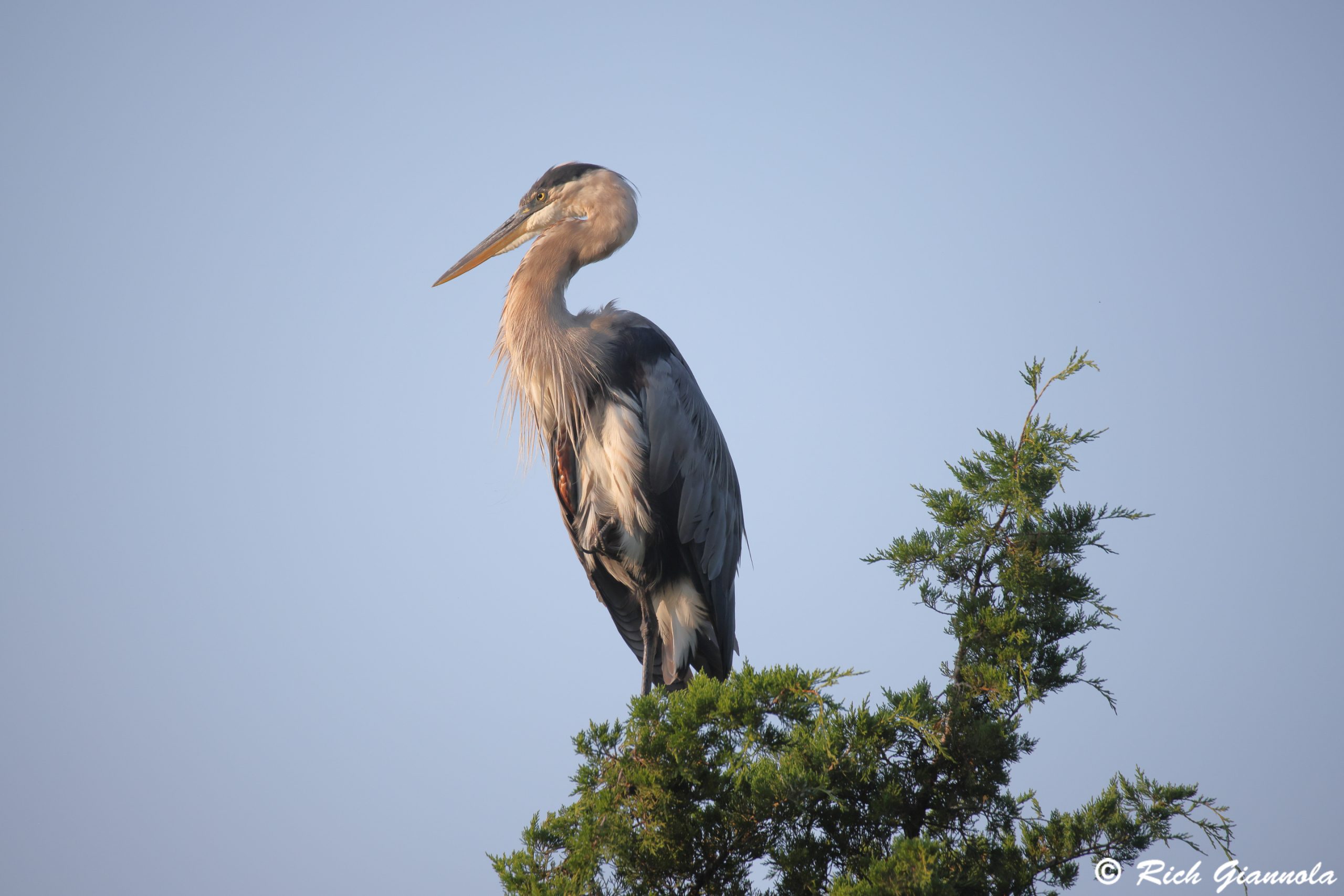 Birding at Prime Hook NWR: Featuring a Great Blue Heron (8/15/24)