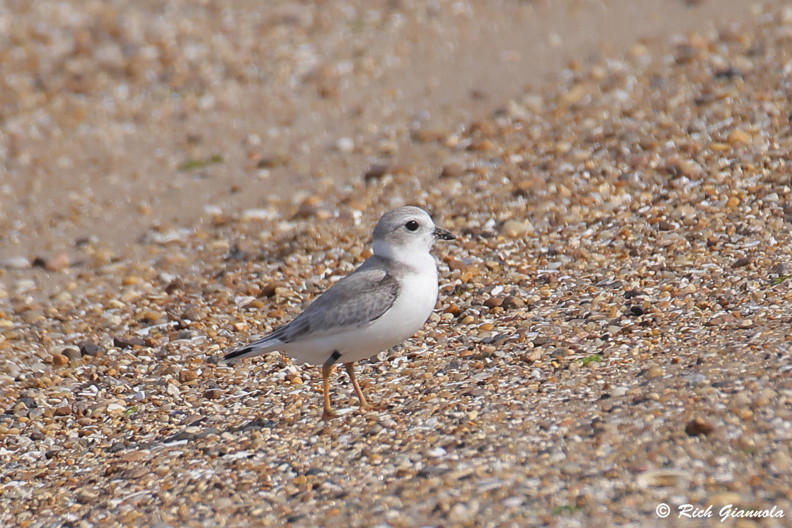 Birding at Cape Henlopen State Park: Featuring a Piping Plover (8/10/24)