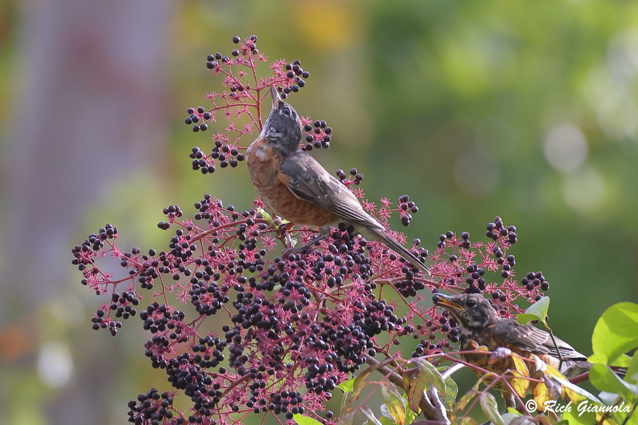 Birding at Chincoteague Island Nature Trail: Featuring American Robins (9/13/24)