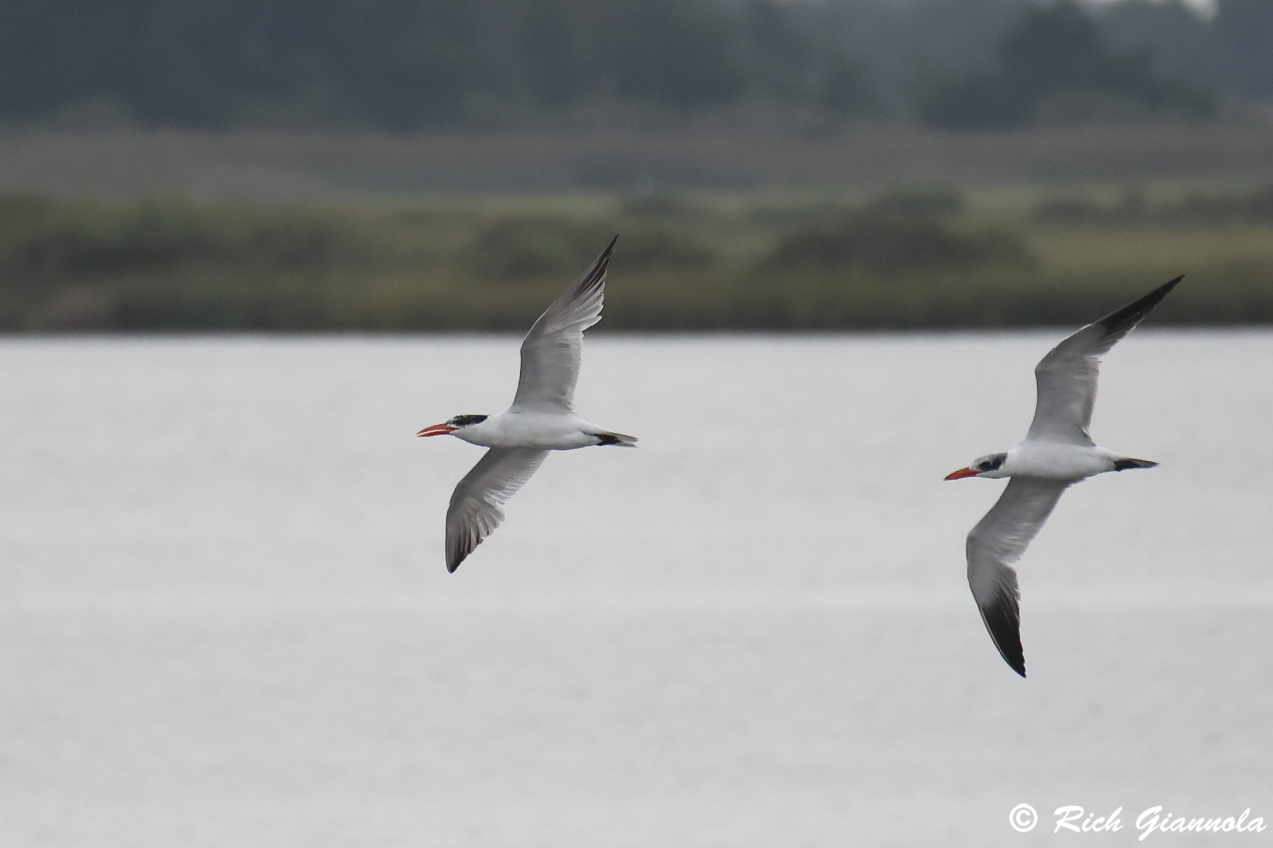 Birding at Prime Hook NWR: Featuring Caspian Terns (9/7/24)