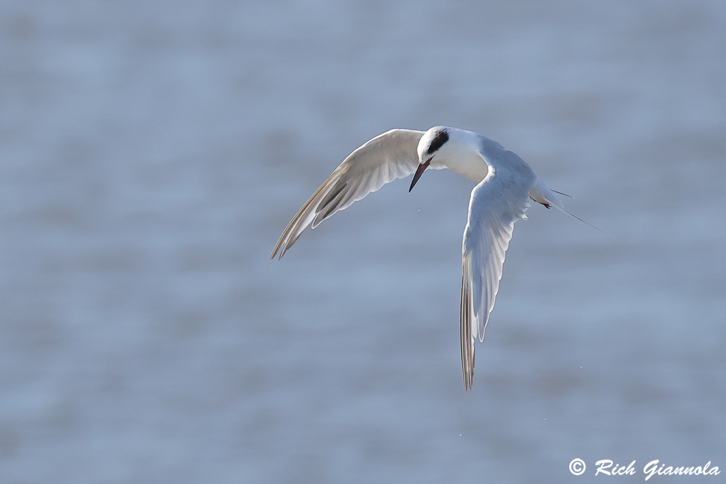 Birding at Prime Hook NWR: Featuring a Forster’s Tern (9/5/24)