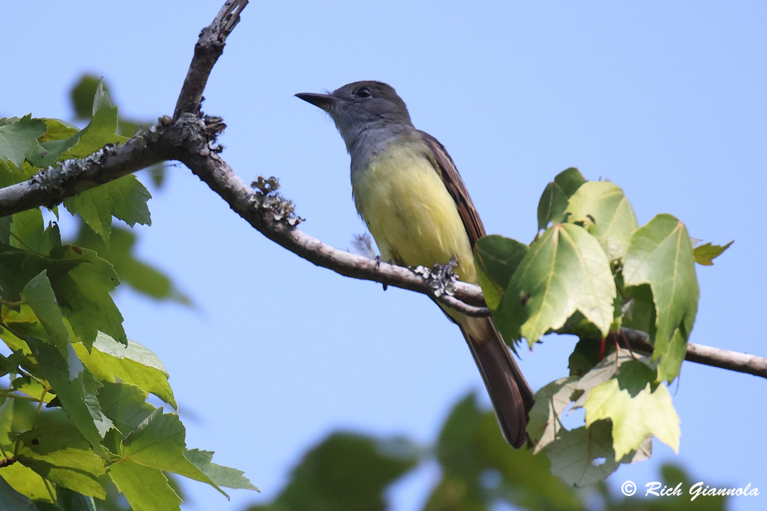 Birding at Chincoteague Island Nature Trail: Featuring a Great-Crested Flycatcher (9/12/24)