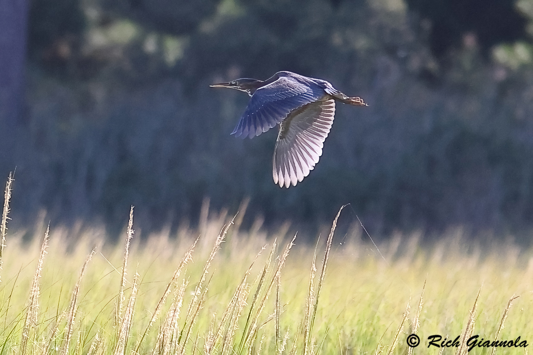 Birding at James Farm Ecological Preserve: Featuring a Green Heron (9/20/24)