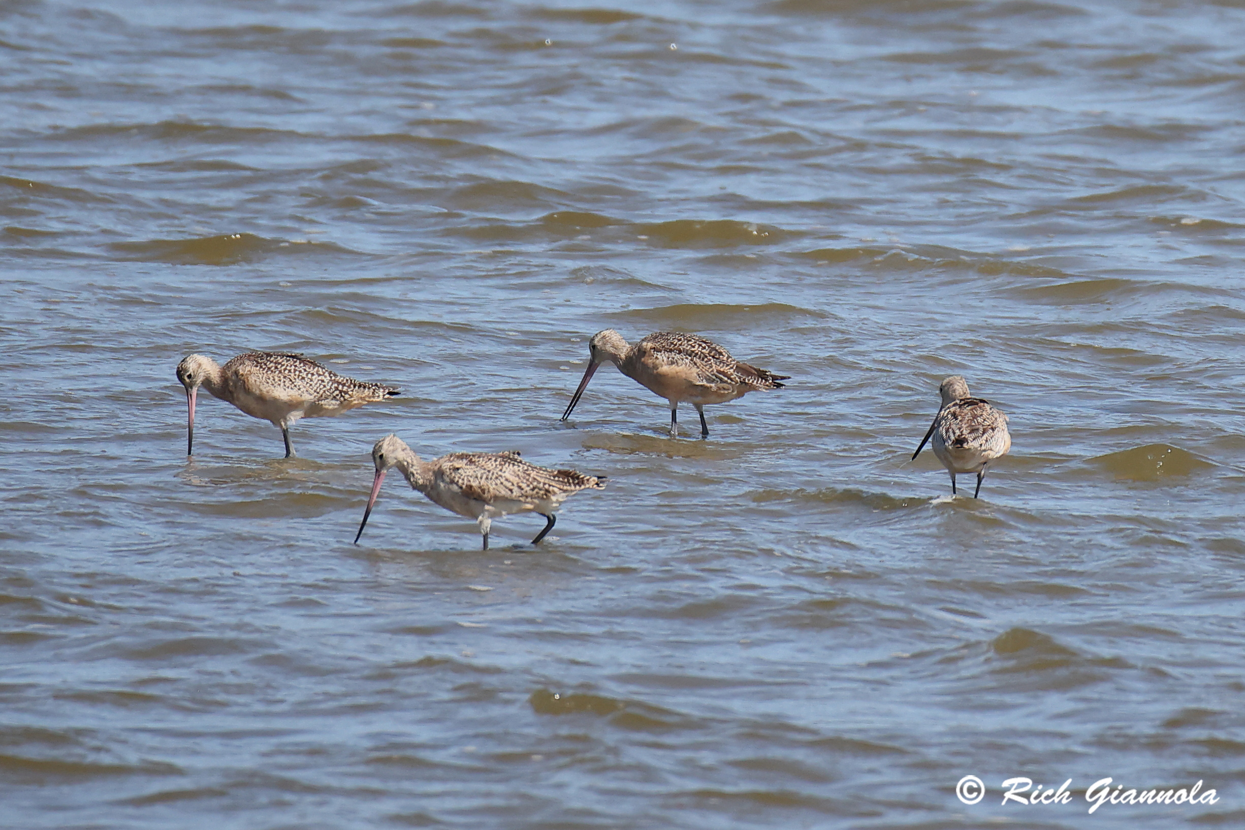 Birding at Chincoteague NWR: Featuring Marbled Godwits (9/12/24)