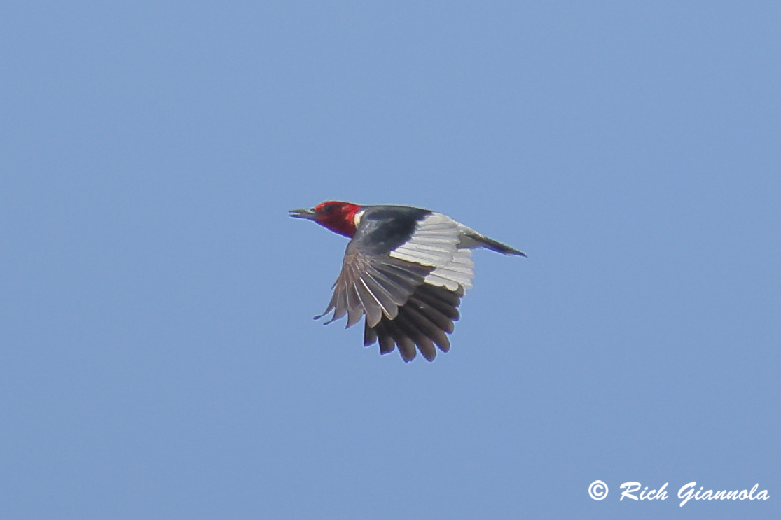 Birding at Prime Hook NWR: Featuring a Red-Headed Woodpecker (9/21/24)