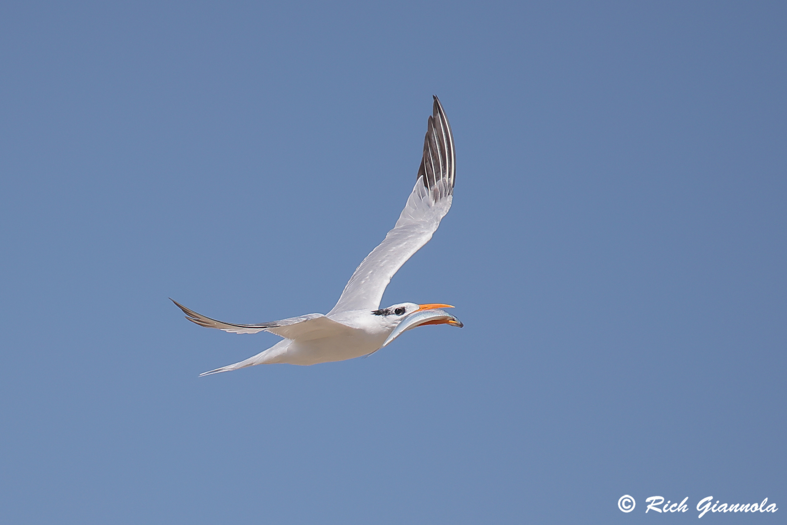 Birding at Chincoteague NWR: Featuring a Royal Tern (9/11/24)