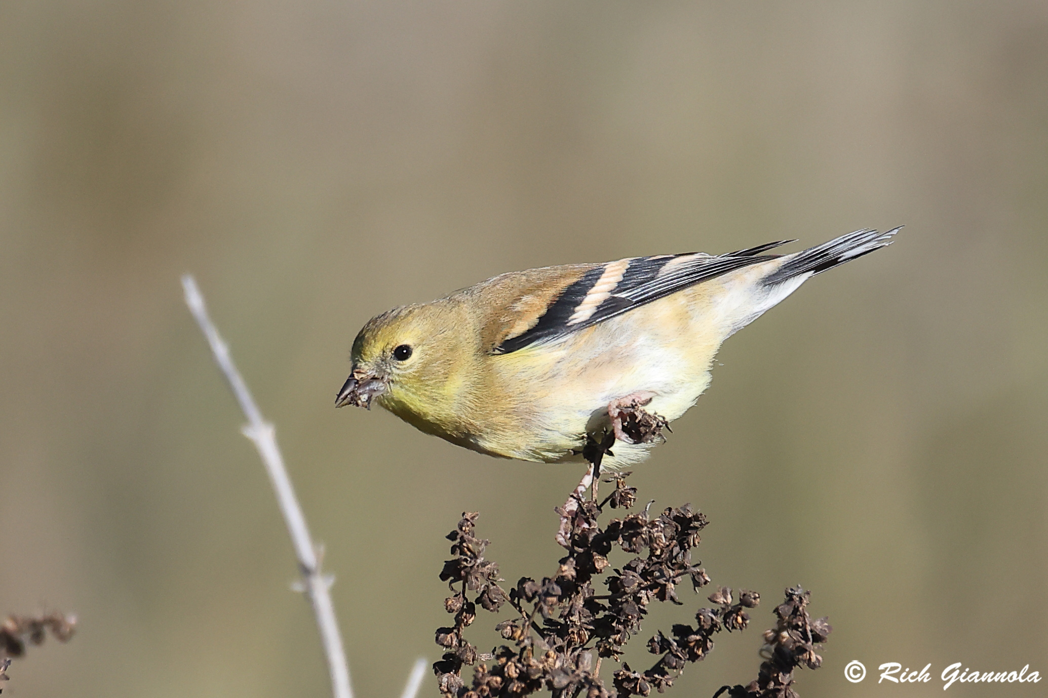 Birding at Edwin B. Forsythe NWR: Featuring an American Goldfinch (10/16/24)