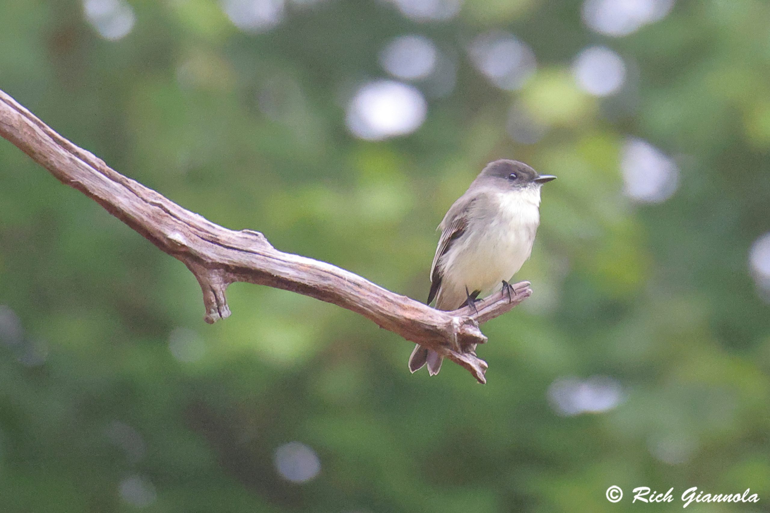 Birding at Prime Hook NWR: Featuring an Eastern Phoebe (10/5/24)