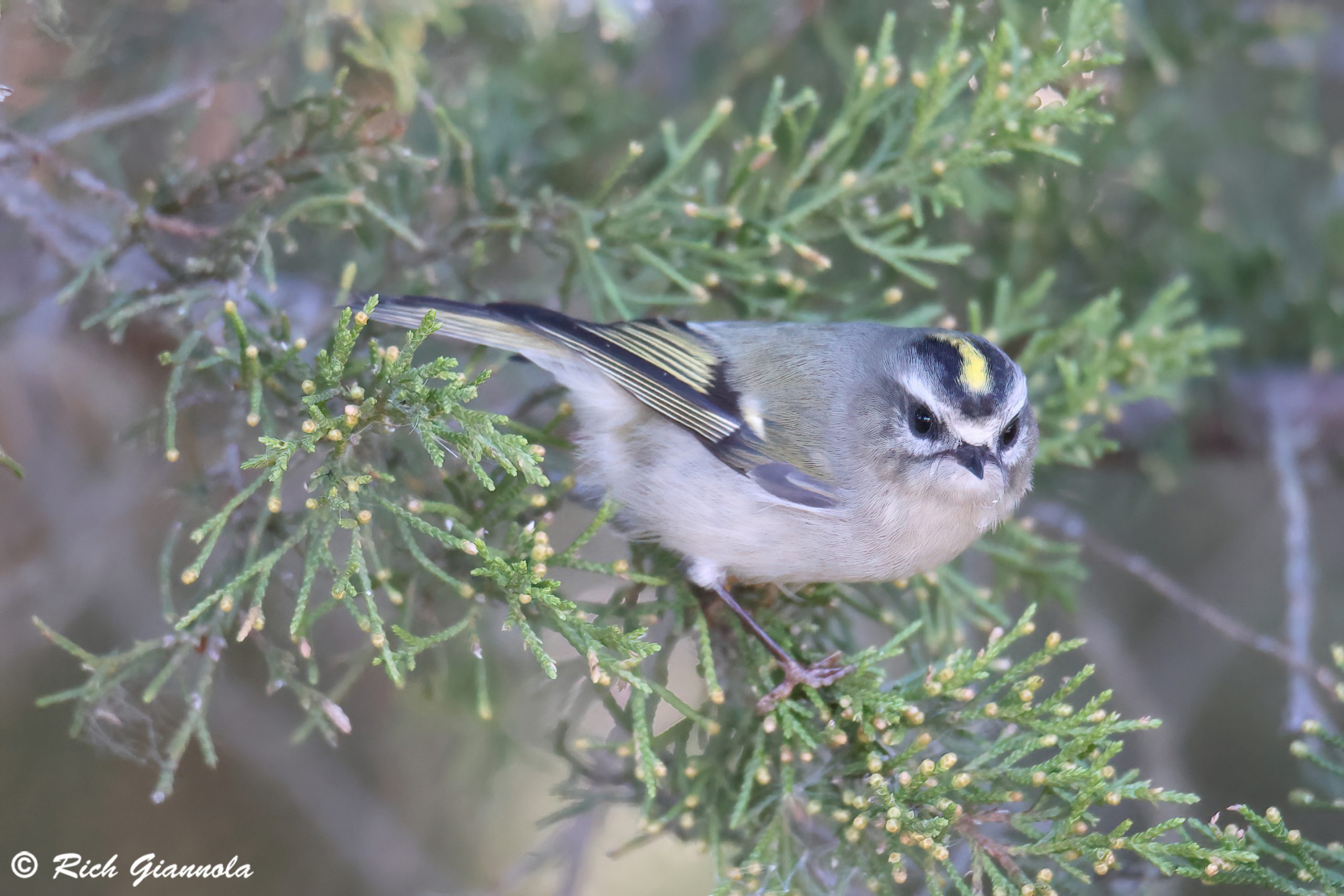 Birding at Cape Henlopen State Park: Featuring a Golden-Crowned Kinglet (10/25/24)