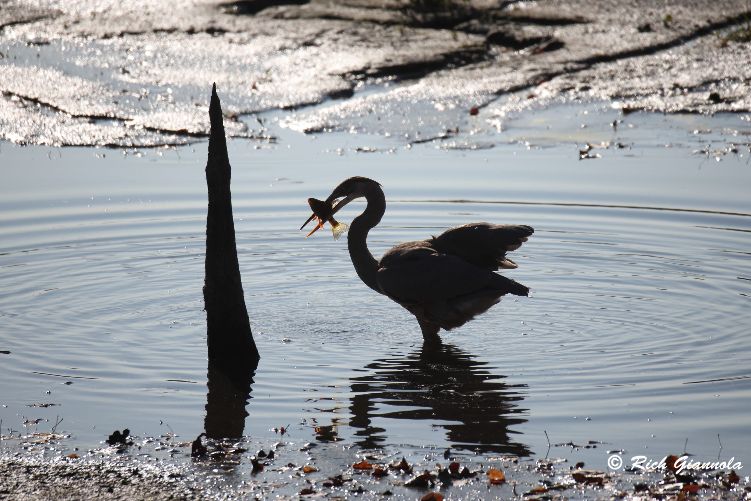 Birding at Blydenburgh County Park: Featuring a Great Blue Heron (10/19/24)